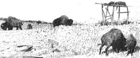 1884-10: “Lost on the Plains” Illustrations